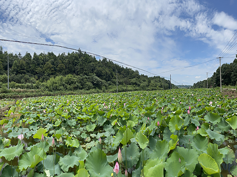 sports莲子基地